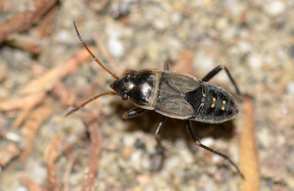 Lygaeidae:  cfr. Rhyparochromus sp. (ninfa)